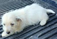 Daina, a female West Highland White Terrier for sale in Asheboro, NC – 3 of 7