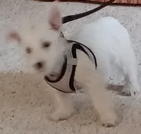 Carlie, a female West Highland White Terrier for sale in Asheboro, NC – 6 of 10