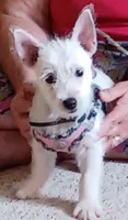 Dolly, a female West Highland White Terrier for sale in Asheboro, NC – 2 of 10