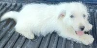 Daina, a female West Highland White Terrier for sale in Asheboro, NC – 6 of 7