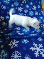 Arline, a female West Highland White Terrier for sale in Asheboro, NC – Photo 5 of 8