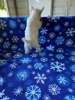 Arline, a female West Highland White Terrier for sale in Asheboro, NC – Photo 3 of 8