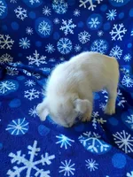 Arline, a female West Highland White Terrier for sale in Asheboro, NC – Photo 8 of 8