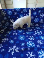 Arline, a female West Highland White Terrier for sale in Asheboro, NC – Photo 2 of 8
