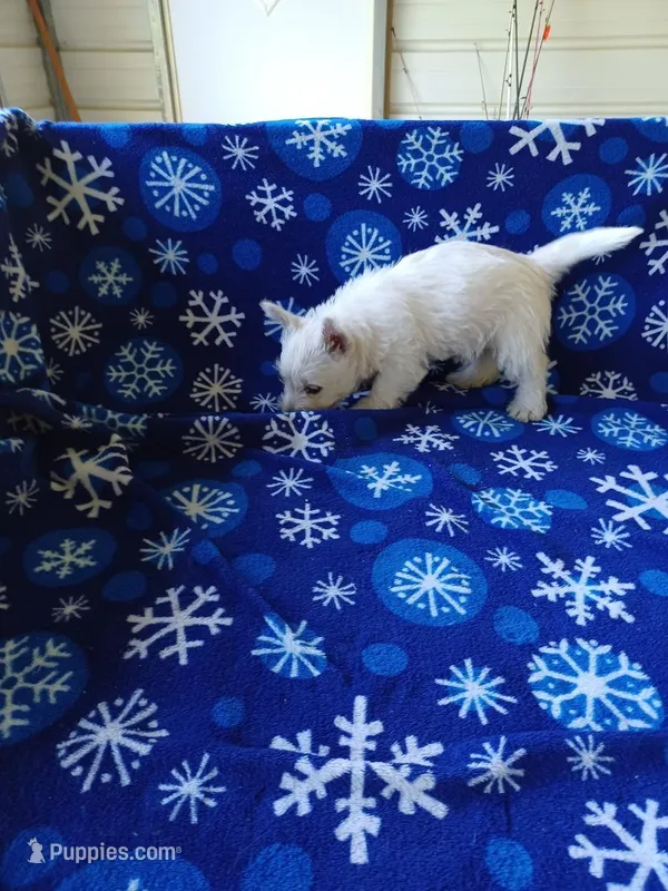 Arline, a female West Highland White Terrier for sale in Asheboro, NC – Photo 1 of 8