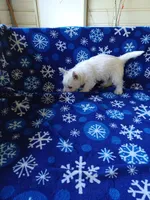 Arline, a female West Highland White Terrier for sale in Asheboro, NC – Photo 1 of 8