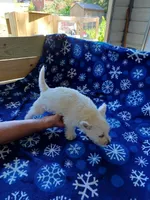 Arline, a female West Highland White Terrier for sale in Asheboro, NC – Photo 4 of 8