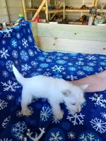 Arline, a female West Highland White Terrier for sale in Asheboro, NC – Photo 6 of 8