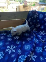 Arline, a female West Highland White Terrier for sale in Asheboro, NC – Photo 7 of 8