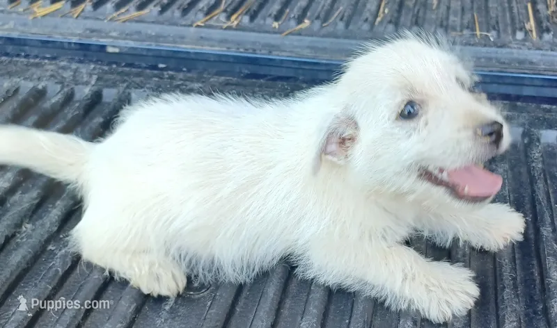 Daina – West Highland White Terrier puppy for sale in Asheboro, NC