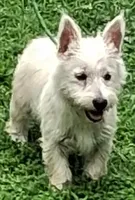Cass, a female West Highland White Terrier for sale in Asheboro, NC – 7 of 10