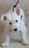 Carlie, a female West Highland White Terrier for sale in Asheboro, NC – 2 of 10