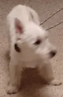 Cuddles, a female West Highland White Terrier for sale in Asheboro, NC – 9 of 10