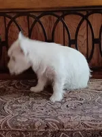 Carol, a female West Highland White Terrier for sale in Asheboro, NC – 8 of 10