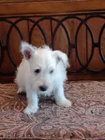 Candy, a female West Highland White Terrier for sale in Asheboro, NC – 7 of 10