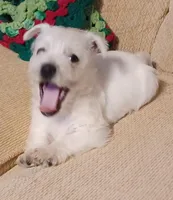 Bart, a male West Highland White Terrier for sale in Asheboro, NC – Photo 5 of 8