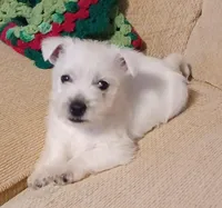 Bart, a male West Highland White Terrier for sale in Asheboro, NC – Photo 2 of 8