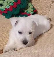Bart, a male West Highland White Terrier for sale in Asheboro, NC – Photo 7 of 8