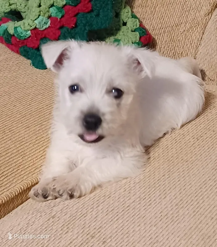Bart – West Highland White Terrier puppy for sale in Asheboro, NC