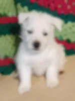 Bart, a male West Highland White Terrier for sale in Asheboro, NC – Photo 3 of 8