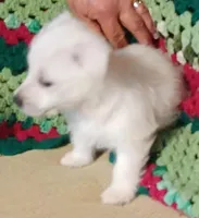 Bart, a male West Highland White Terrier for sale in Asheboro, NC – Photo 8 of 8