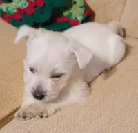 Bart, a male West Highland White Terrier for sale in Asheboro, NC – Photo 4 of 8