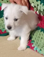 Bart, a male West Highland White Terrier for sale in Asheboro, NC – Photo 6 of 8