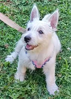 Carol, a female West Highland White Terrier for sale in Asheboro, NC – 2 of 10