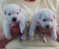 Dack, a male West Highland White Terrier for sale in Asheboro, NC – 1 of 4