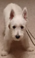 Cuddles, a female West Highland White Terrier for sale in Asheboro, NC – 3 of 10