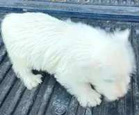 Don, a male West Highland White Terrier for sale in Asheboro, NC – 6 of 7