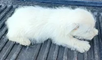 Daina, a female West Highland White Terrier for sale in Asheboro, NC – 7 of 7