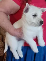 Angel, a female West Highland White Terrier for sale in Asheboro, NC – Photo 8 of 9