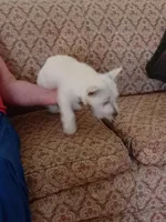 Angel, a female West Highland White Terrier for sale in Asheboro, NC – Photo 4 of 9