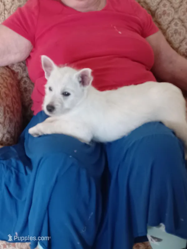 Angel, a female West Highland White Terrier for sale in Asheboro, NC – Photo 1 of 9