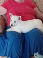 Angel, a female West Highland White Terrier for sale in Asheboro, NC – Photo 1 of 9