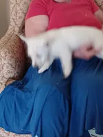 Angel, a female West Highland White Terrier for sale in Asheboro, NC – Photo 2 of 9