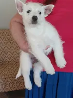 Angel, a female West Highland White Terrier for sale in Asheboro, NC – Photo 6 of 9