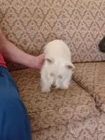 Angel, a female West Highland White Terrier for sale in Asheboro, NC – Photo 5 of 9