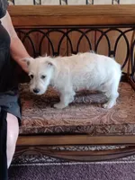 Candy, a female West Highland White Terrier for sale in Asheboro, NC – 9 of 10