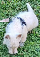 Carol, a female West Highland White Terrier for sale in Asheboro, NC – 8 of 10