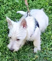 Carol, a female West Highland White Terrier for sale in Asheboro, NC – 10 of 10