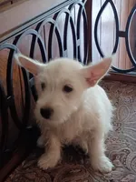 Carol, a female West Highland White Terrier for sale in Asheboro, NC – 6 of 10