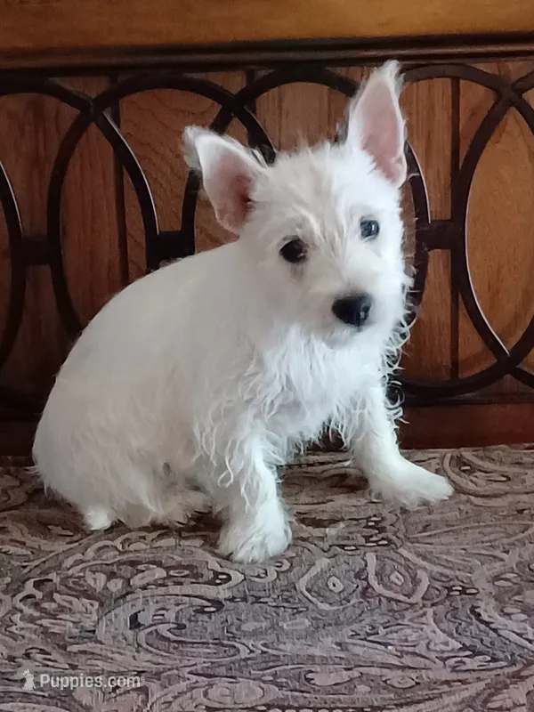 Carol – West Highland White Terrier puppy for sale in Asheboro, NC