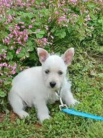 Calli, a female West Highland White Terrier for sale in Asheboro, NC – 4 of 10