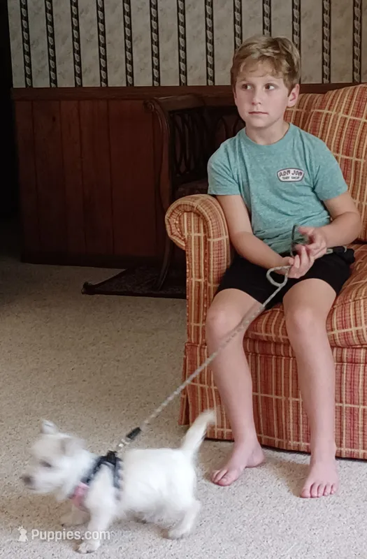 Dan – West Highland White Terrier puppy for sale in Asheboro, NC