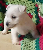 Brandi, a female West Highland White Terrier for sale in Asheboro, NC – Photo 1 of 10