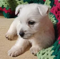 Brandi, a female West Highland White Terrier for sale in Asheboro, NC – Photo 6 of 10