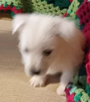 Brandi, a female West Highland White Terrier for sale in Asheboro, NC – Photo 10 of 10