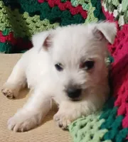 Brandi, a female West Highland White Terrier for sale in Asheboro, NC – Photo 2 of 10